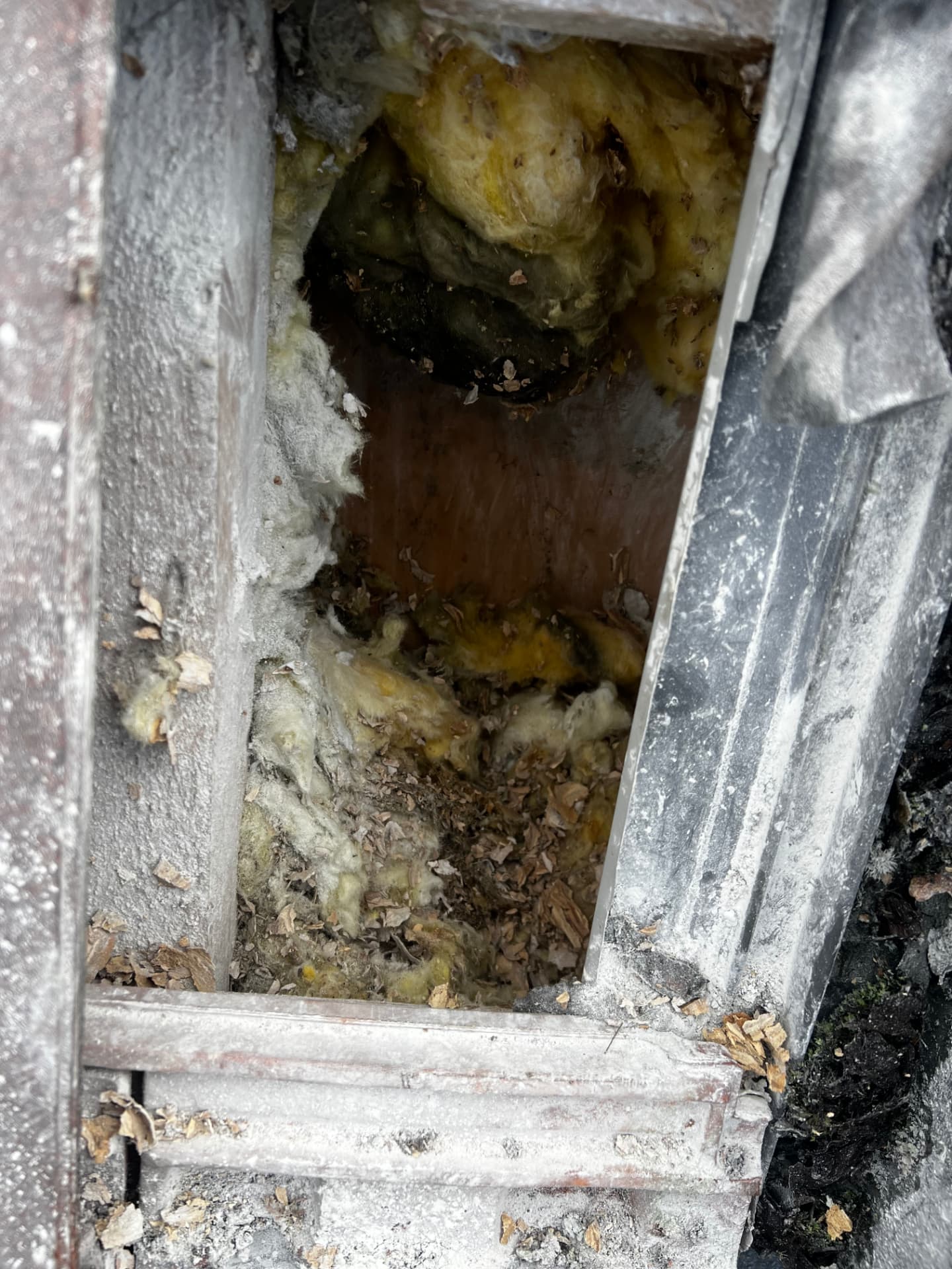 Nid de guêpes installé dans la laine de verre d'un coffre de volet roulant