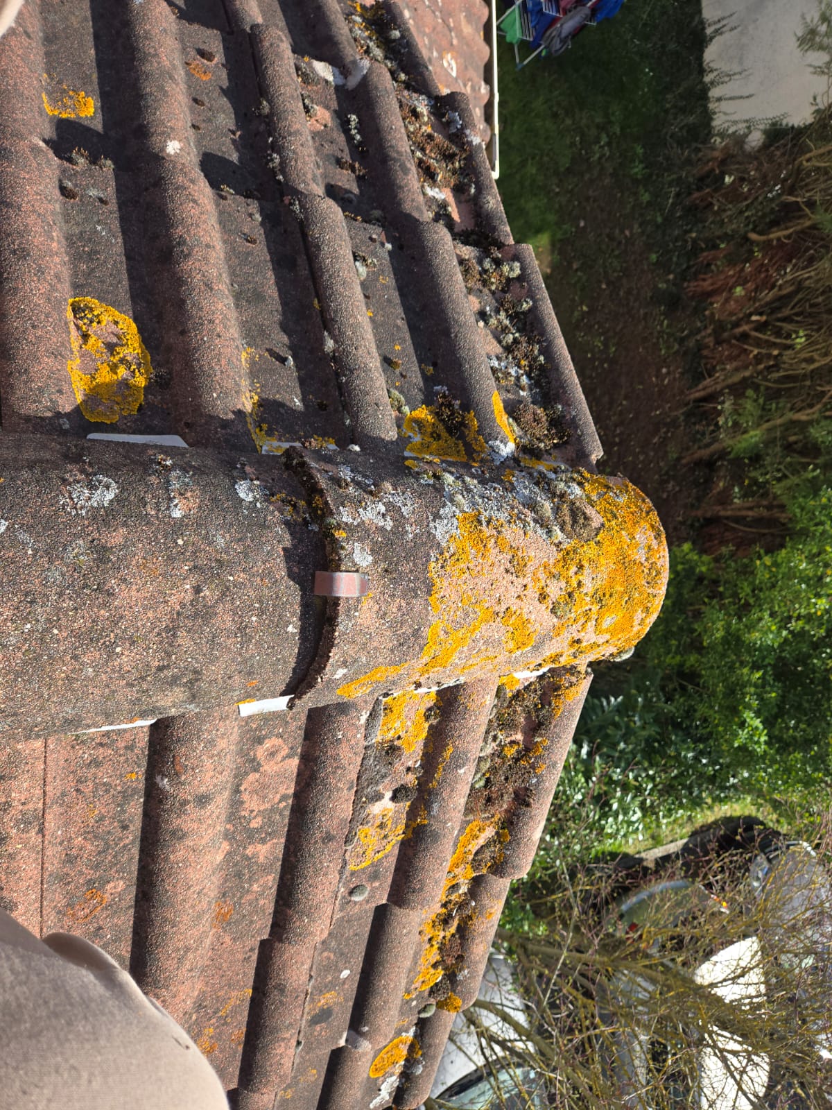 Faîtage et tuiles d'une toiture pavillonnaire couverts de lichens jaunes avant démoussage