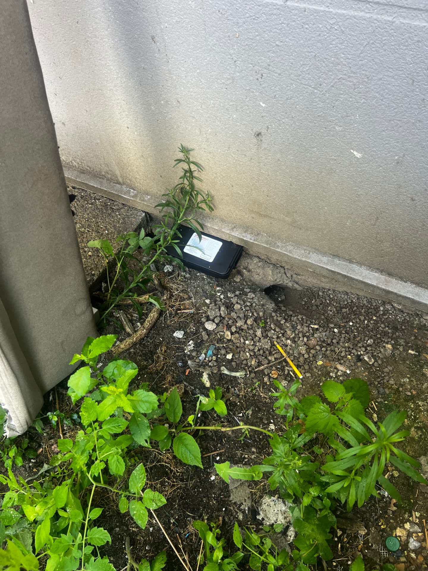 Poste d'appâtage rats sécurisé posé le long d'un mur près d'un terrier actif de rongeurs