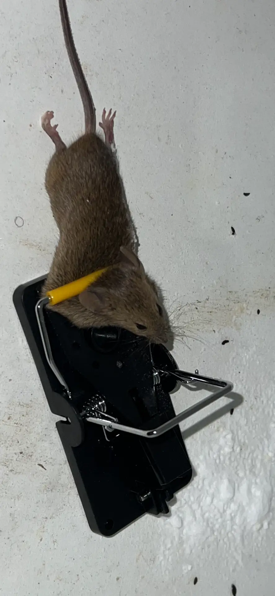 Souris grise capturée sur un piège mécanique posé le long d'un mur avec traces de déjections