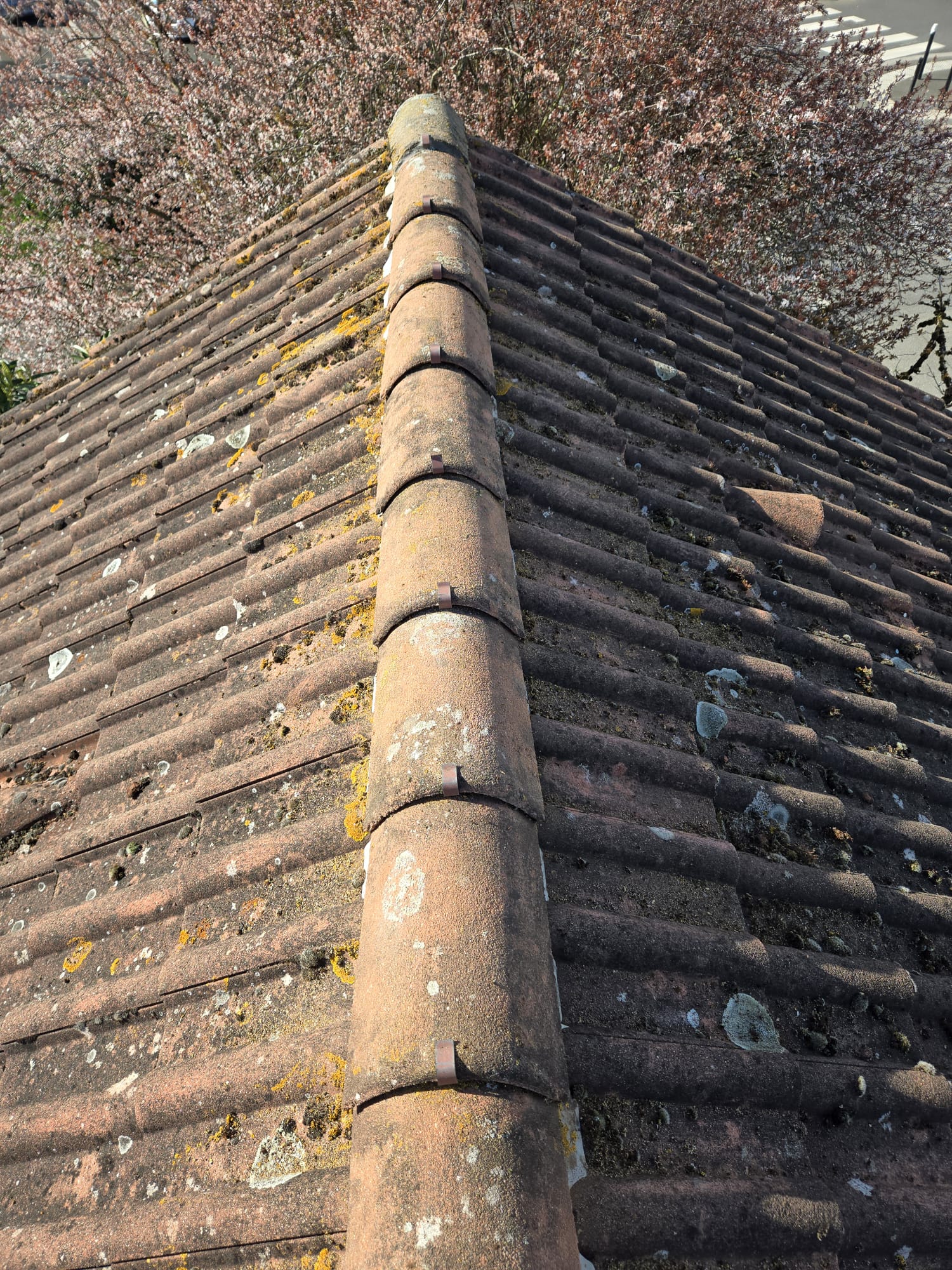 Tuiles et faîtage couverts de mousses et lichens avant démoussage de toiture