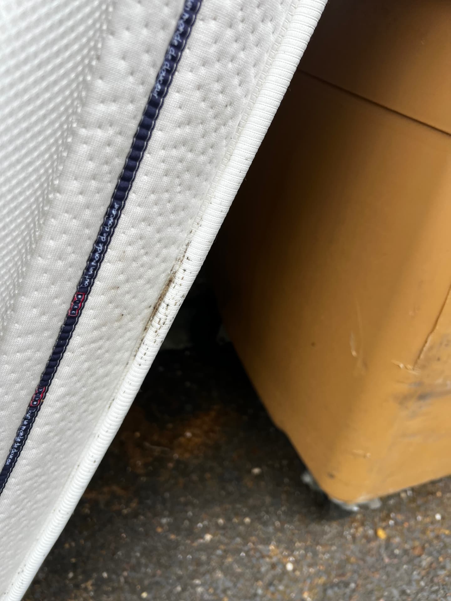 Déjections et punaises de lit visibles dans la couture d'un matelas lors d'un diagnostic