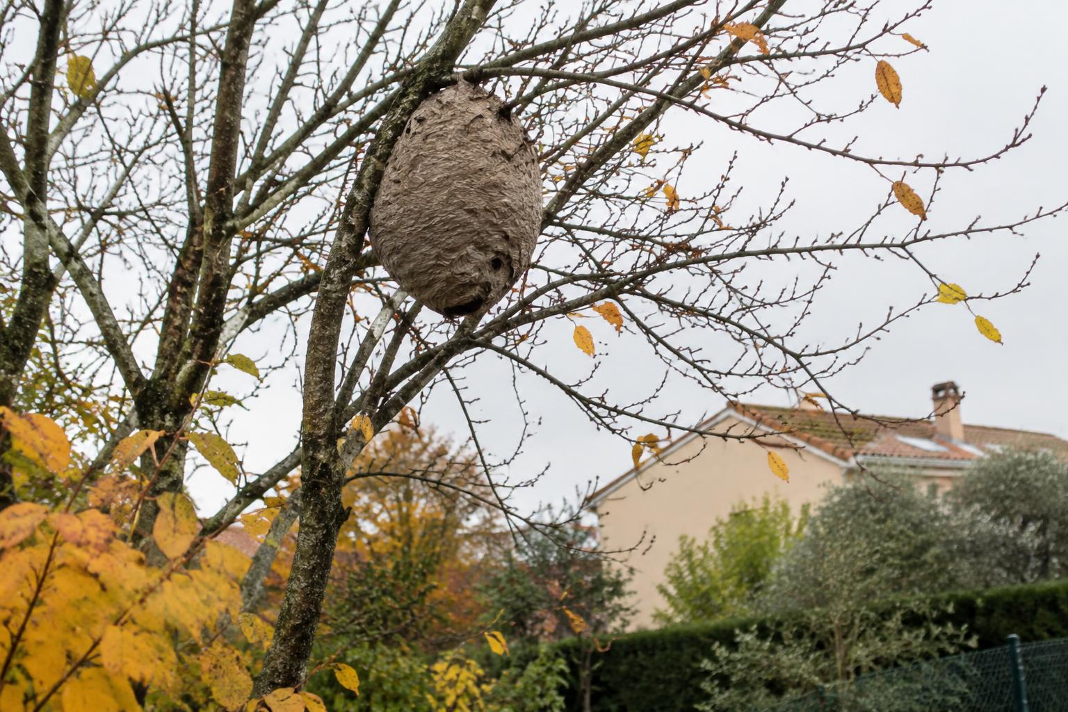 nid de frelons asiatiques dans un arbre en automne en Île-de-France