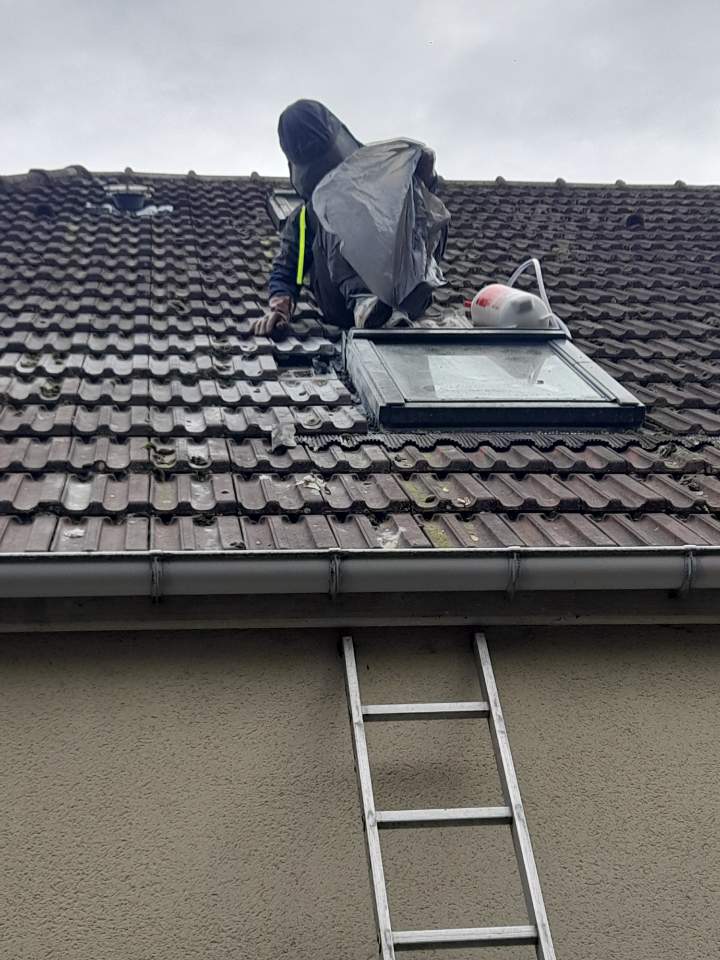 Technicien GMS Nuisibles en cours de démoussage manuel d'une toiture en tuiles