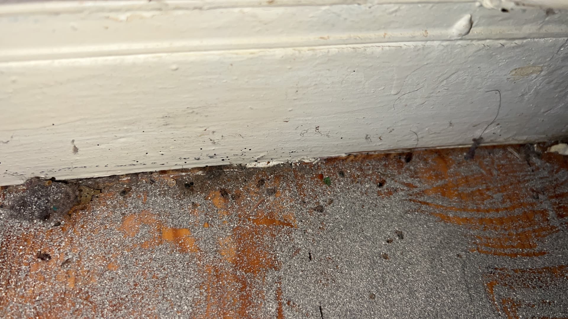 Déjections noires de punaises de lit le long d'une plinthe et d'une moquette de chambre