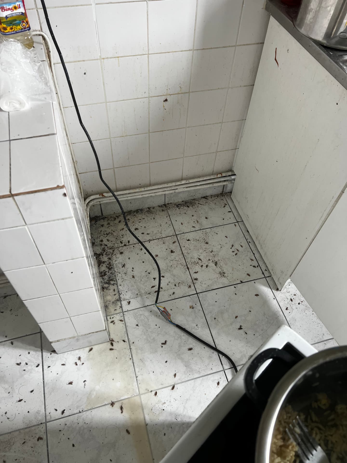 Sol de cuisine couvert de cafards germaniques et de déjections avant traitement