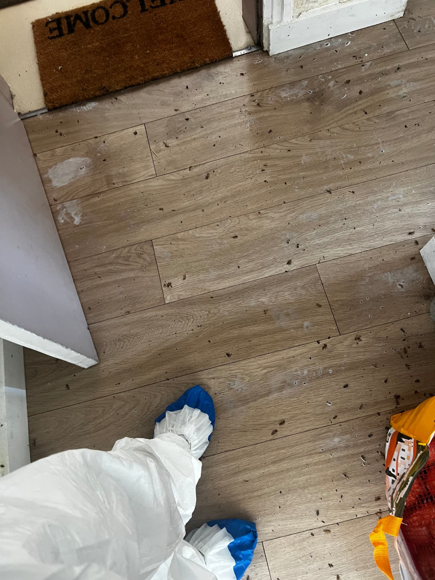 Nombreux cafards morts sur le sol d'un logement après application du traitement