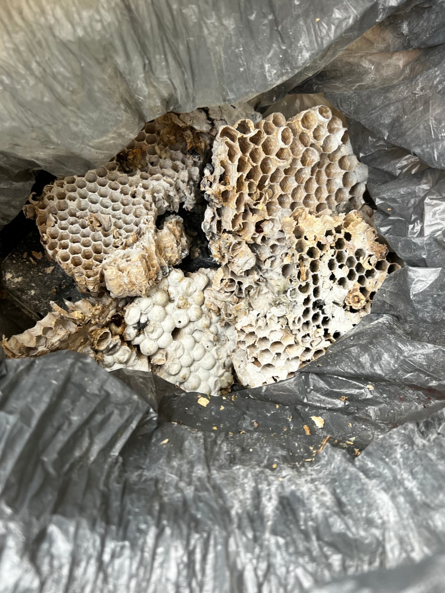 Galettes de nid de guêpes retirées et placées dans un sac d'évacuation après destruction