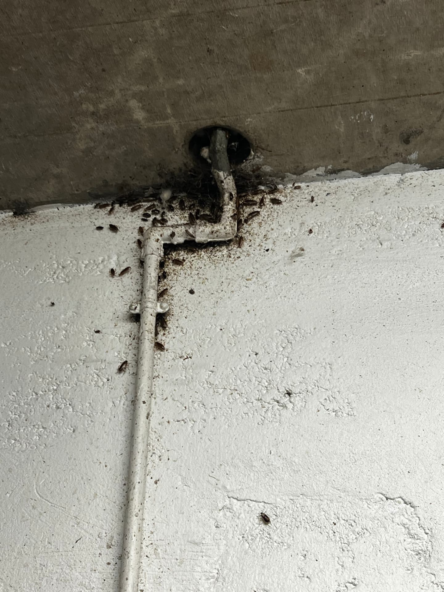 Cafards regroupés autour d'une gaine technique dans un sous-sol d'immeuble