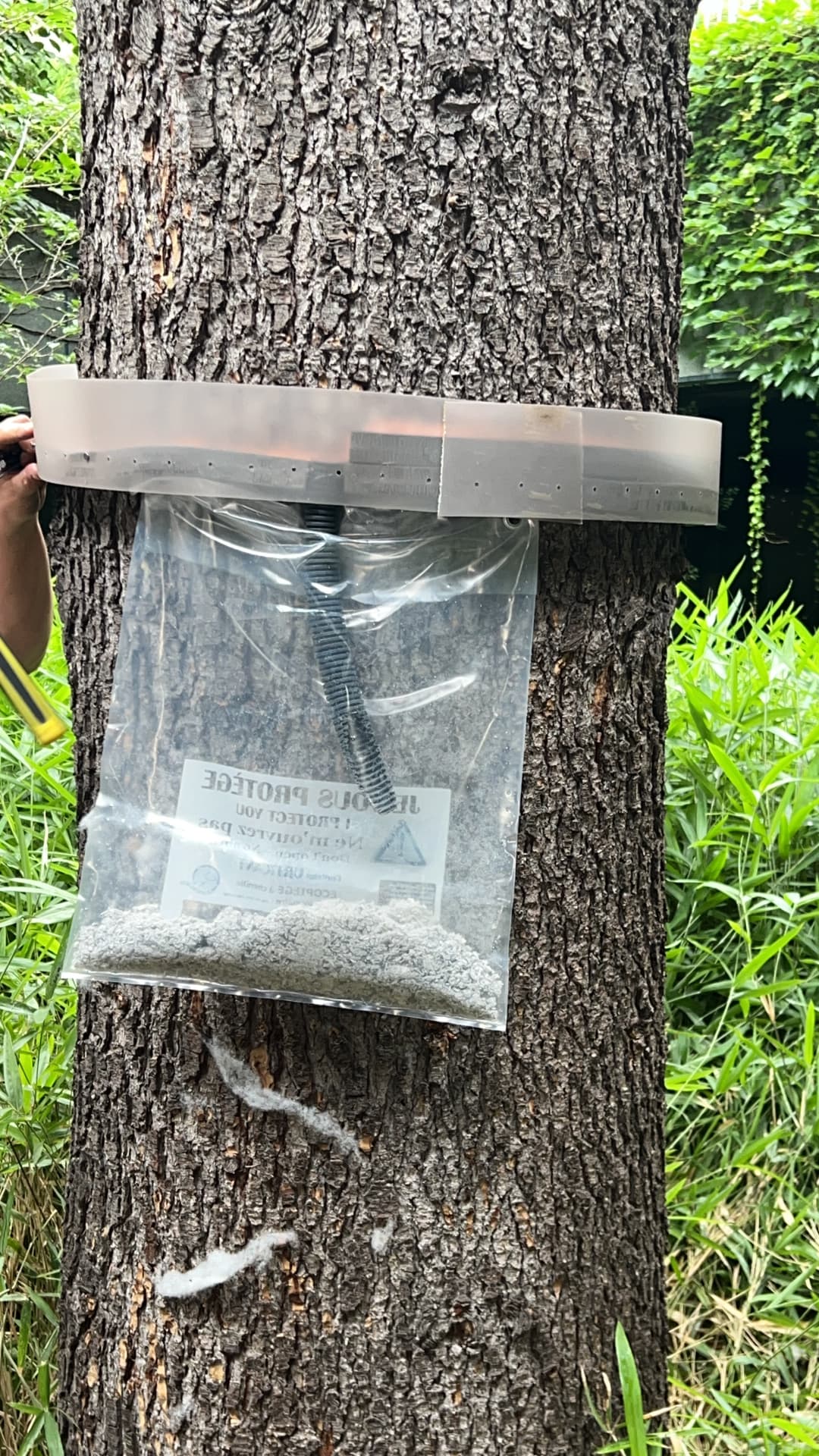 Piège écologique sélectif installé sur un tronc d'arbre contre le frelon asiatique