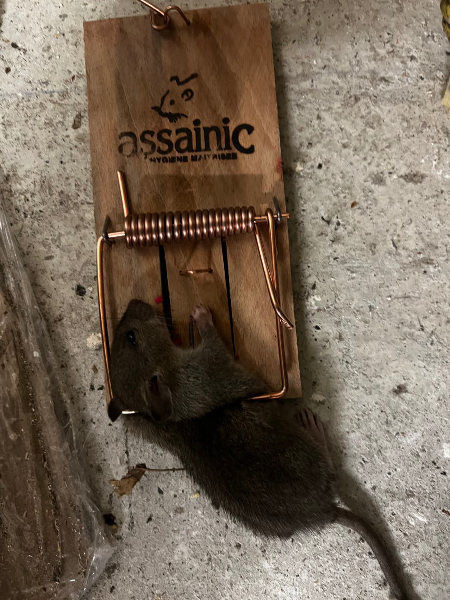 Rat surmulot capturé sur une tapette professionnelle dans un parking souterrain d'immeuble