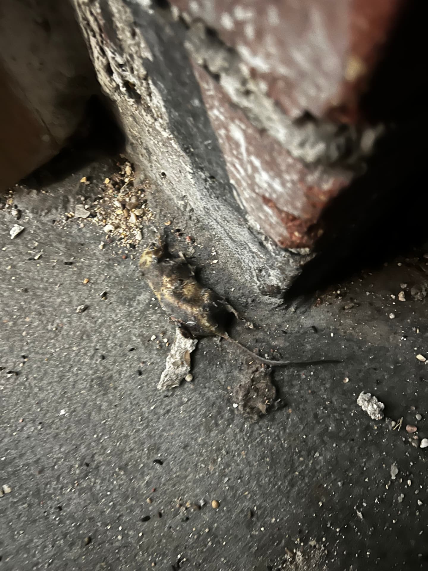 Souris morte au pied d'un mur de cave d'immeuble après traitement de dératisation
