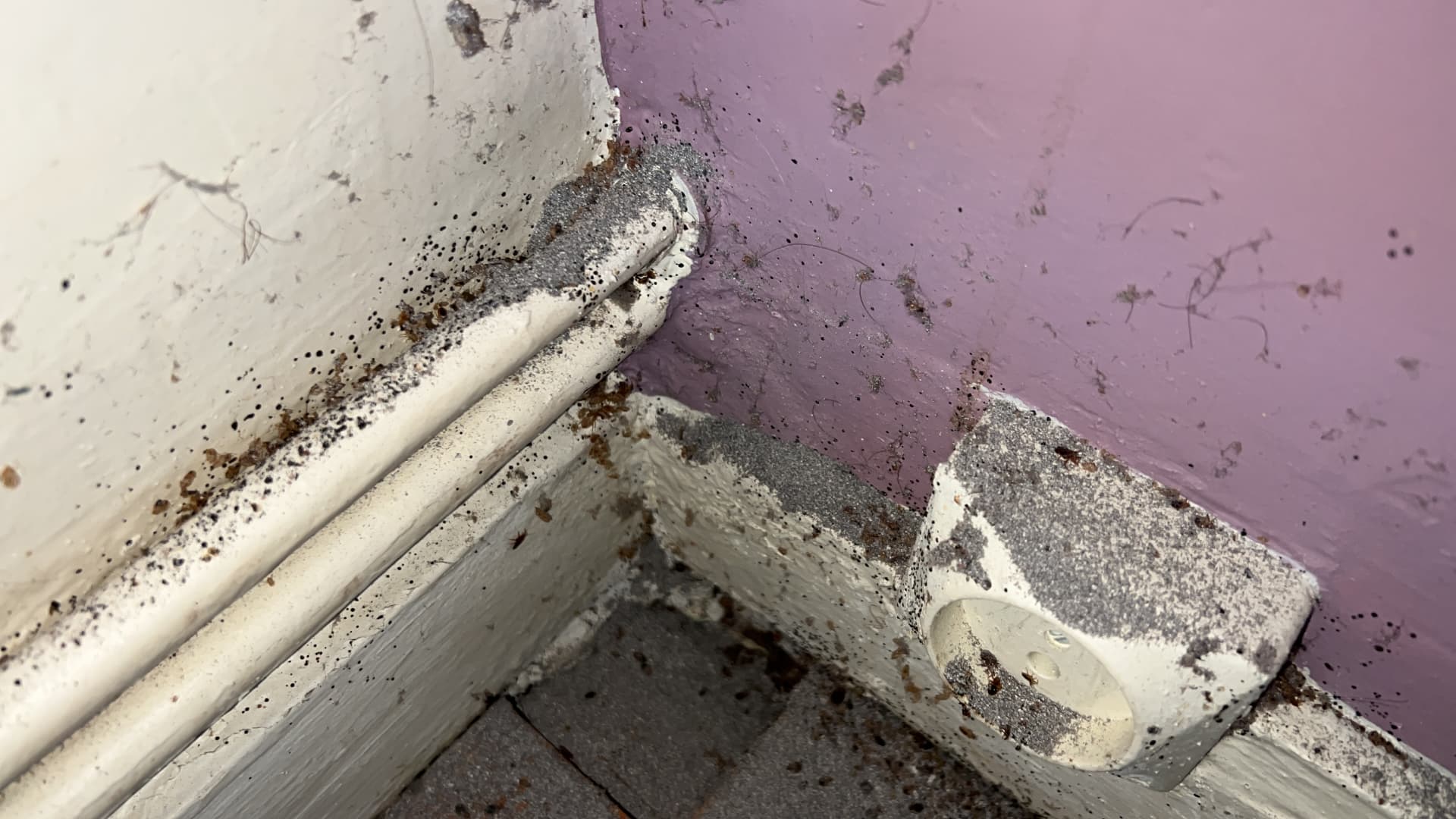 Colonie de punaises de lit et déjections autour d'une prise électrique et d'une plinthe