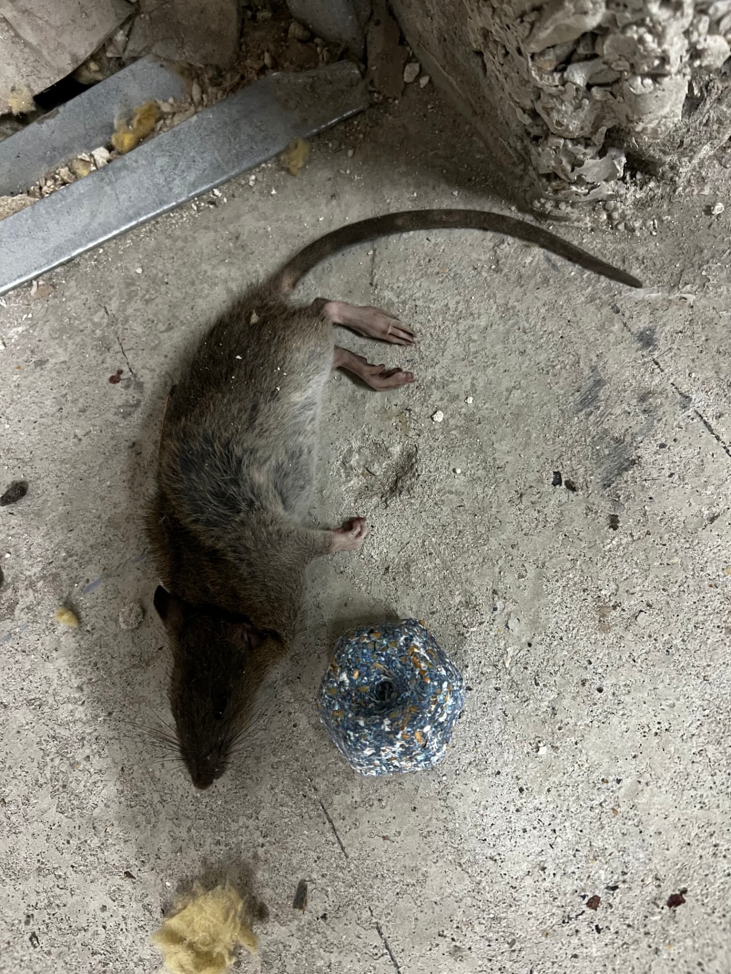 Rat mort à côté d'un bloc d'appât rodenticide dans un vide sanitaire après dératisation