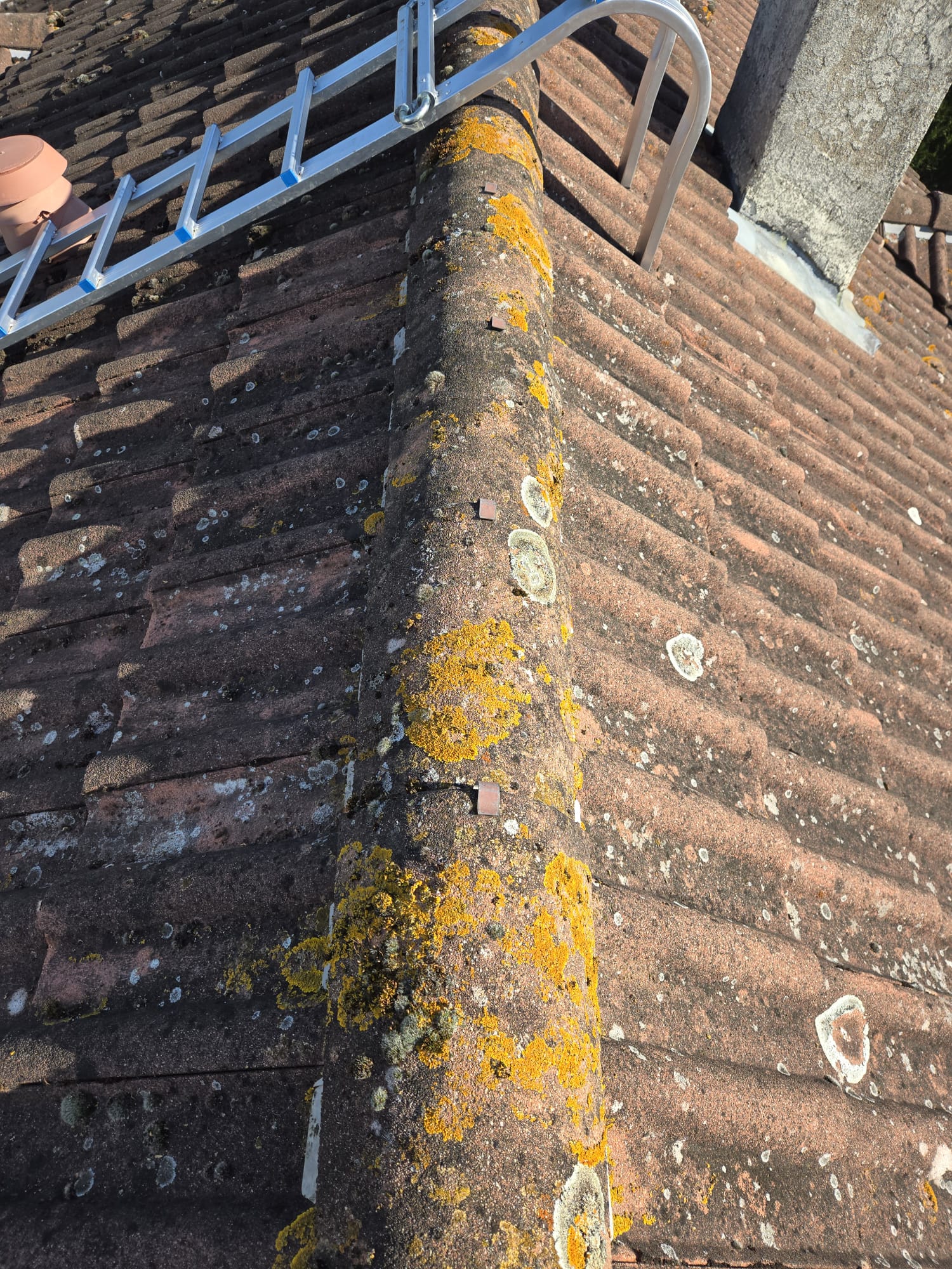 Faîtage de toiture couvert de lichens jaunes avec échelle de toit sécurisée